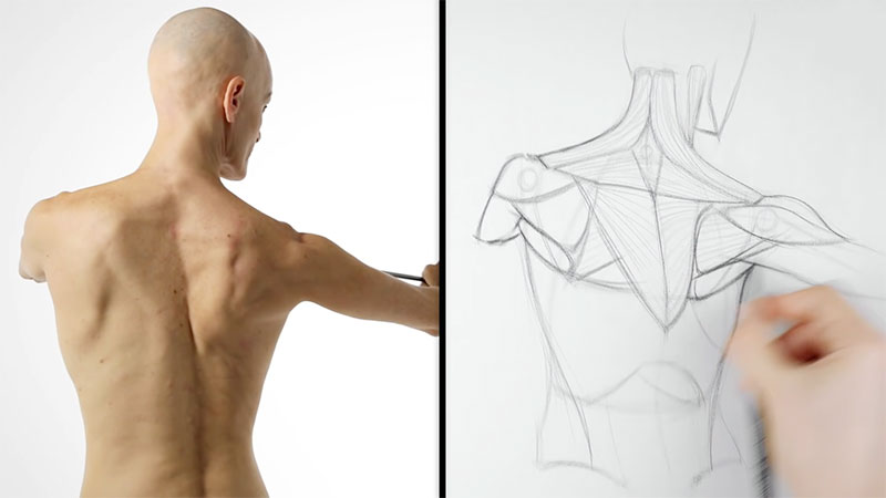 Draw Collar Bones