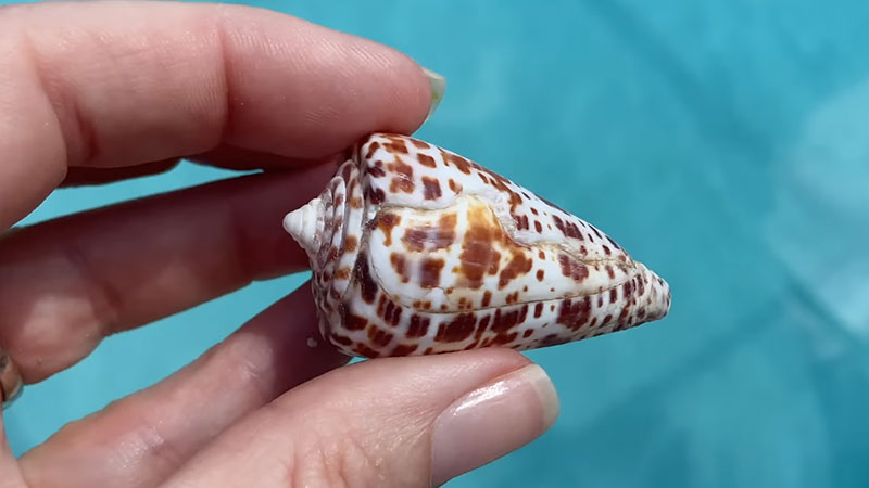 Can You Use Gorilla Glue on Sea Shells