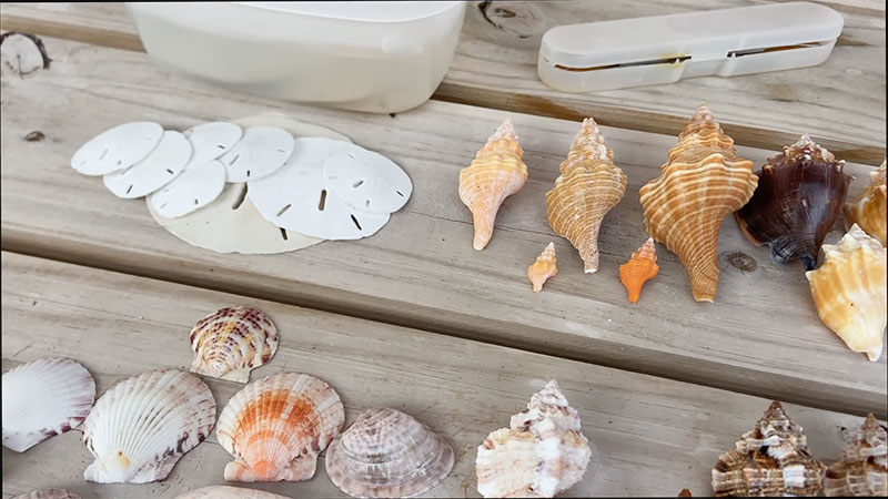 What Glue Works Best for Seashells