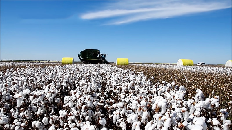 Where Does Cotton Come From