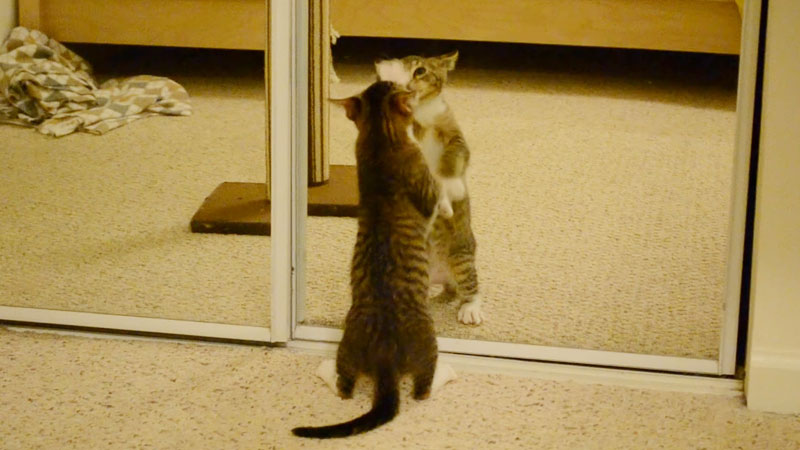 Cat Scratch the Mirror