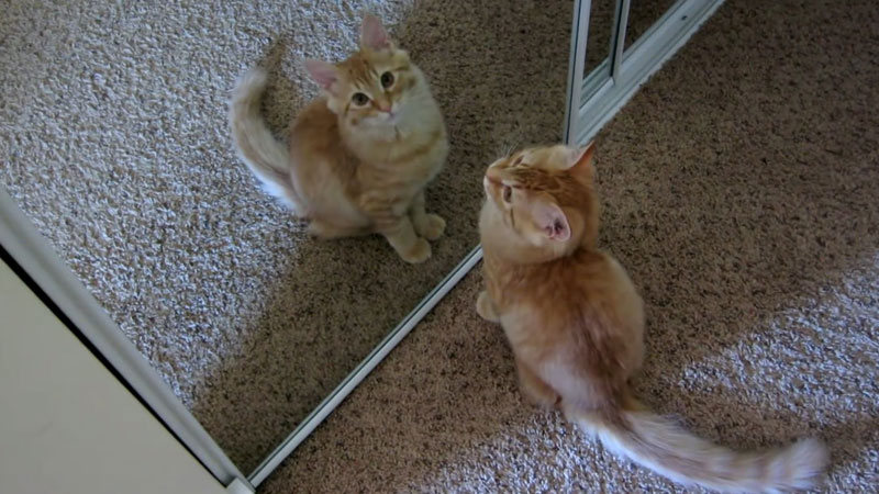 Cats Scratch Mirrors