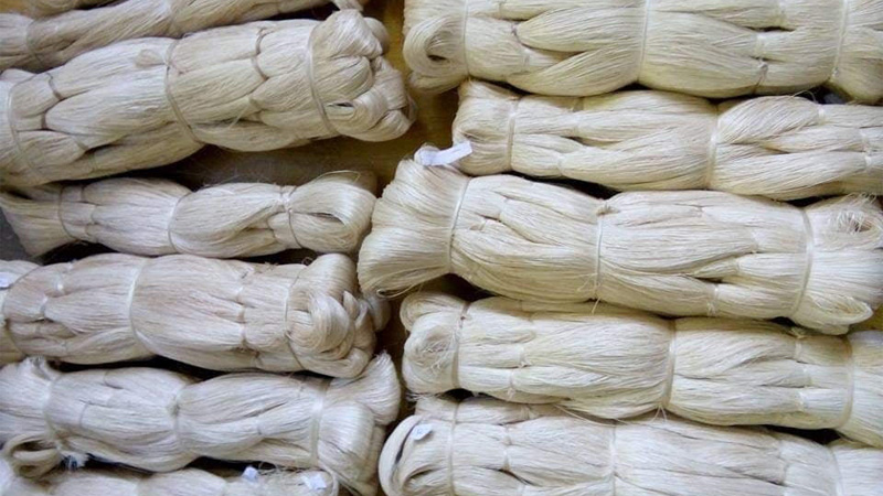 Source of Abaca Fiber