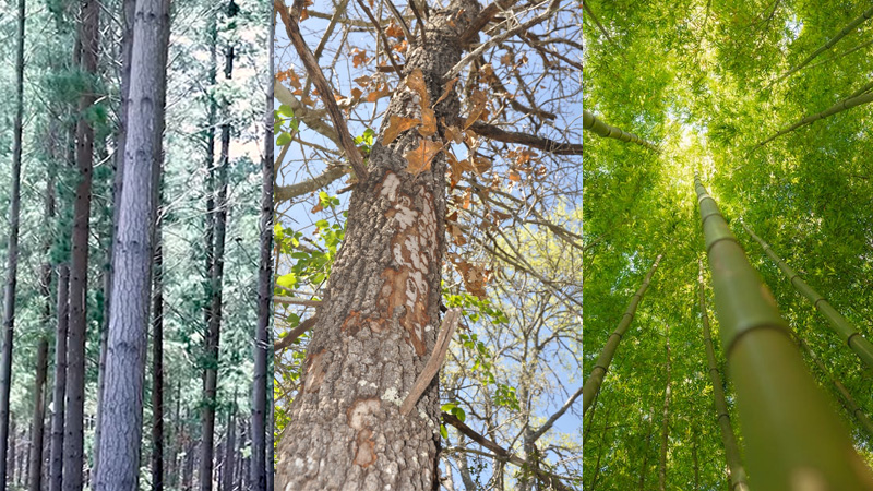 What Types of Trees Are Used to Make Paper