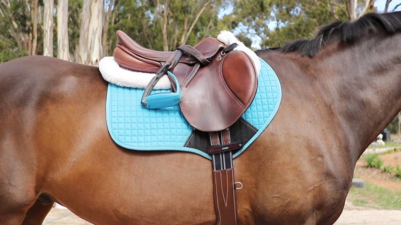 Horse Tack and Equestrian Gear