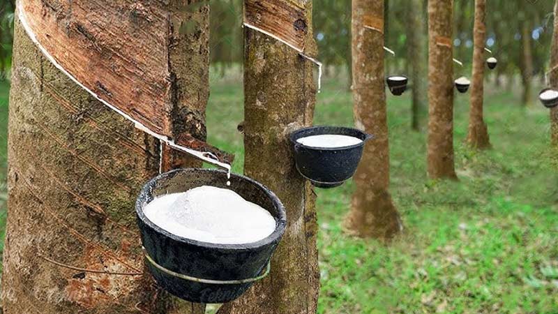 Natural Rubber (Latex)